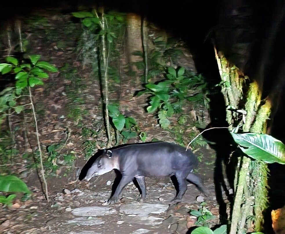 Tapir Valley Nature Reserve-Bijagua de Upala必去景点