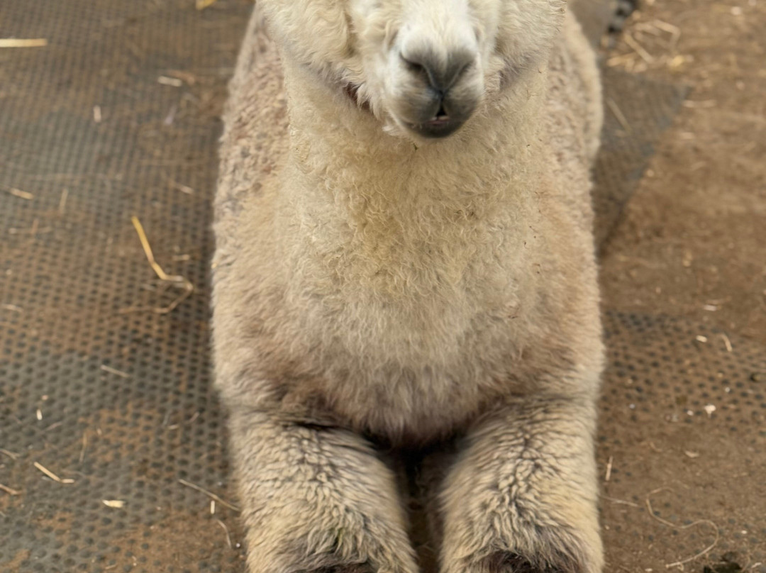 Stubbs Farm Alpacas-Loddon必去景点