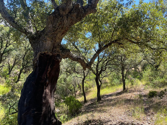 Ecoturismo Monfragüe-卡塞雷斯必去景点