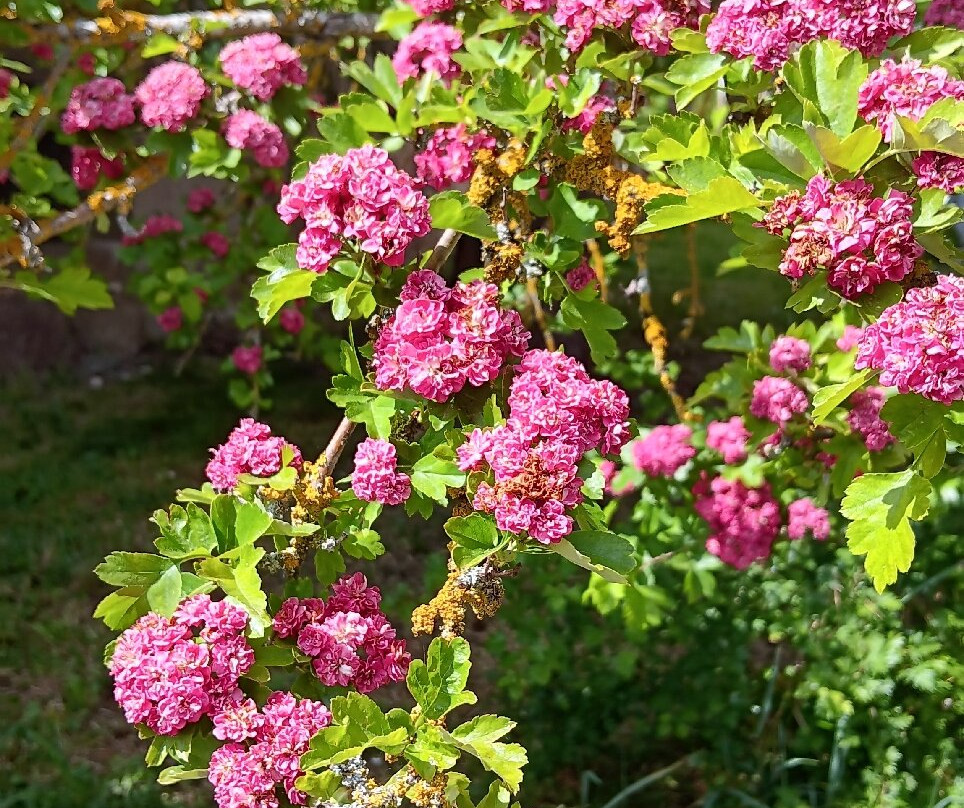 Gartencafé Schloss Bedheim