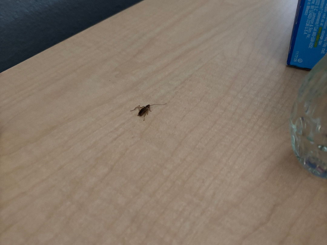 La Quinta Inn & Suites by Wyndham Rochester Mayo Clinic S主图