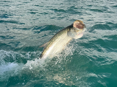 Light Tackle Sportfishing Charters-塔彭斯普林斯必去景点