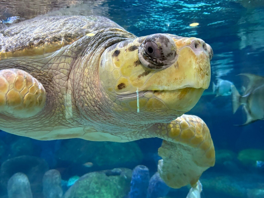 Oklahoma Aquarium景点图片