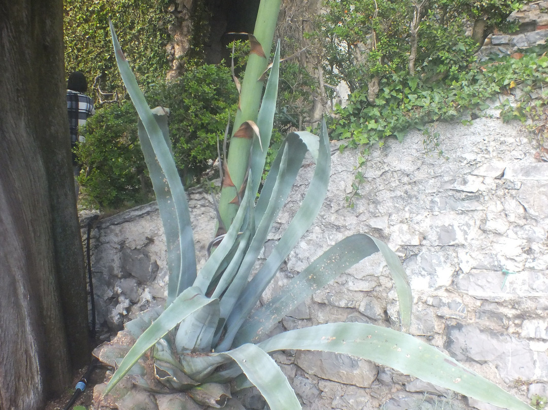 Il Giardino Botanico景点图片