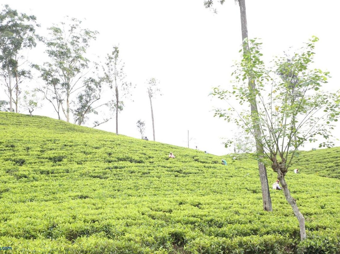 Ella Tea Heaven Villa