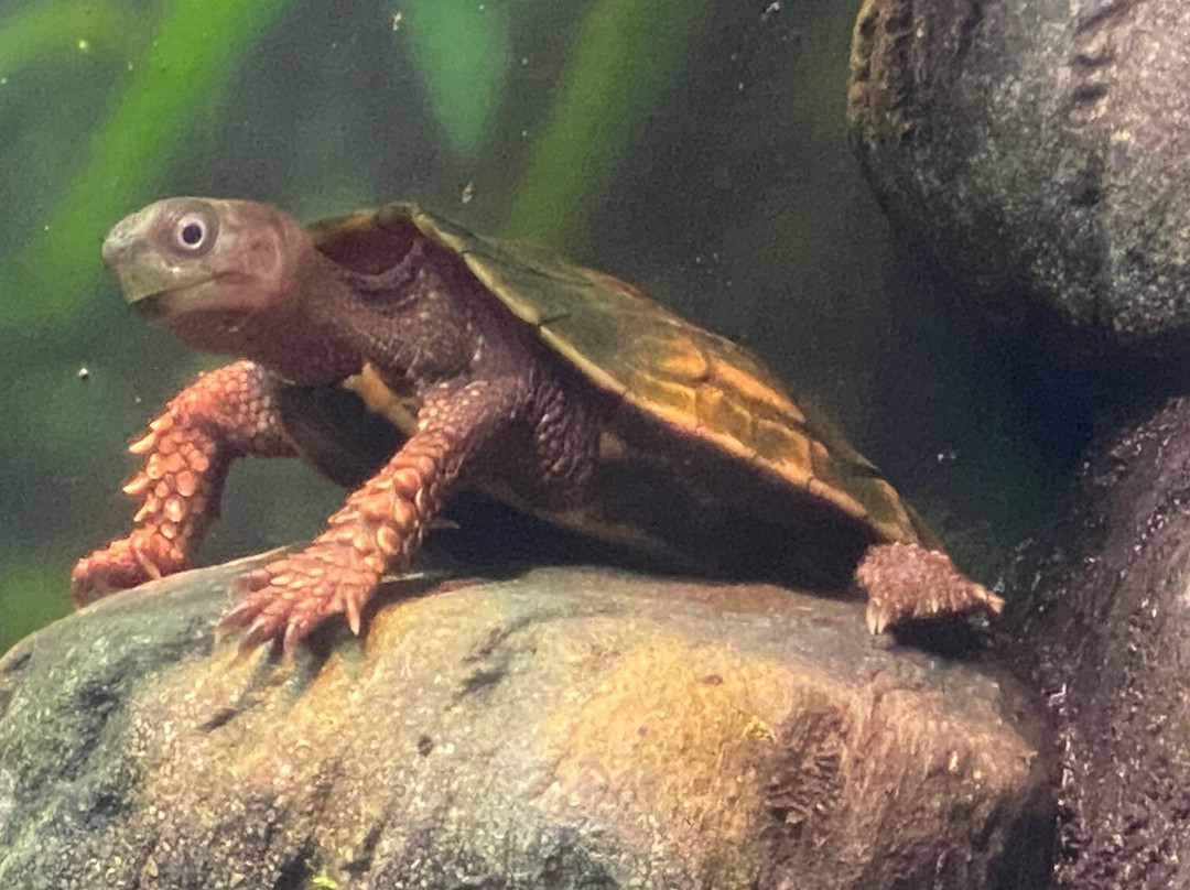 弗雷斯诺查菲动物公园-弗雷斯诺必去景点