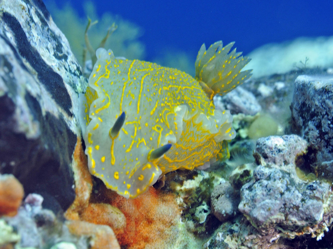 Croatia Divers Vela Luka景点图片