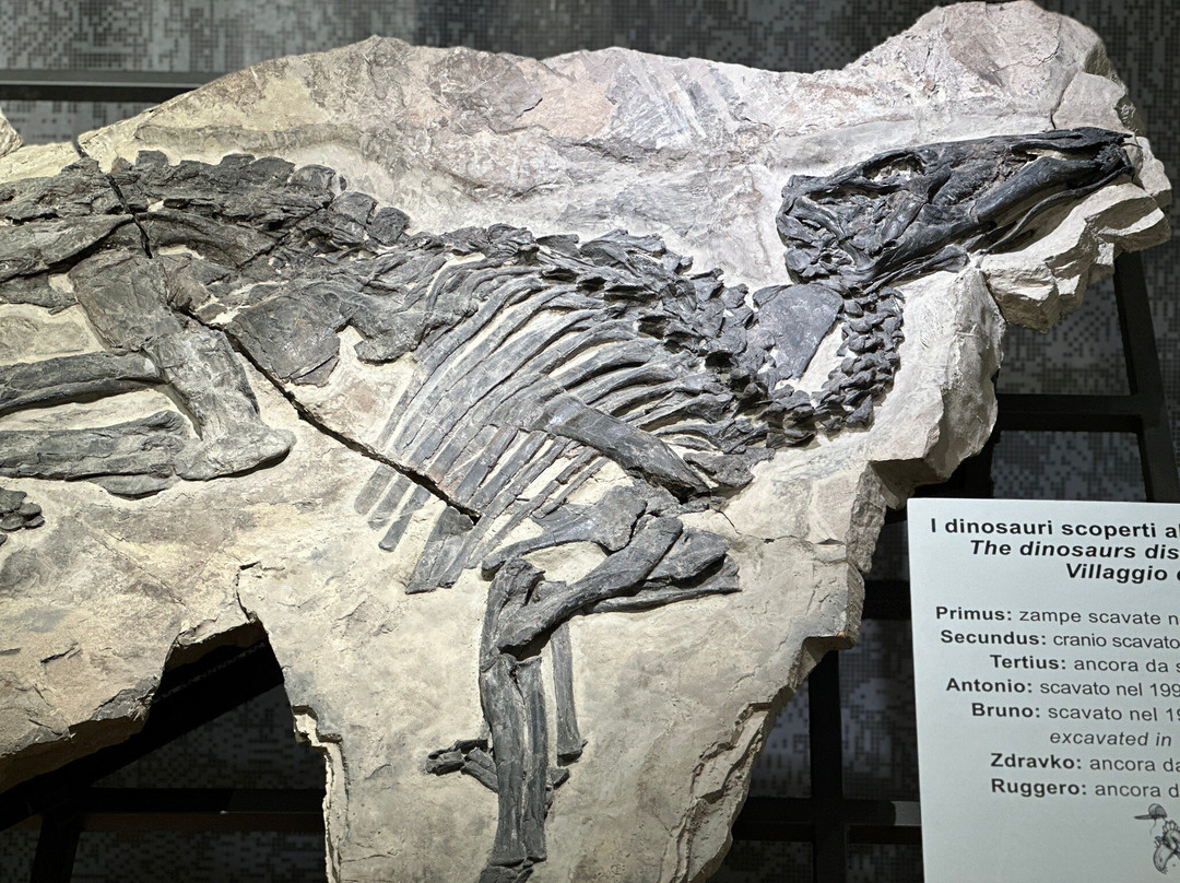 Museo Civico di Storia Naturale-的里雅斯特必去景点