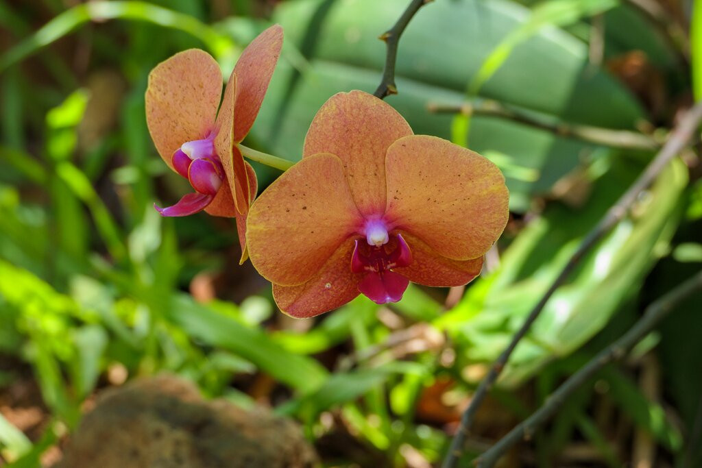 Na Aina Kai Botanical Gardens-基拉韦厄必去景点