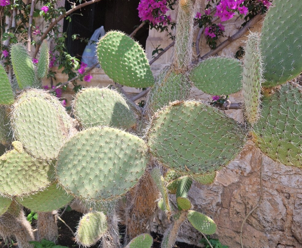 Trsteno Arboretum-特尔斯泰诺必去景点