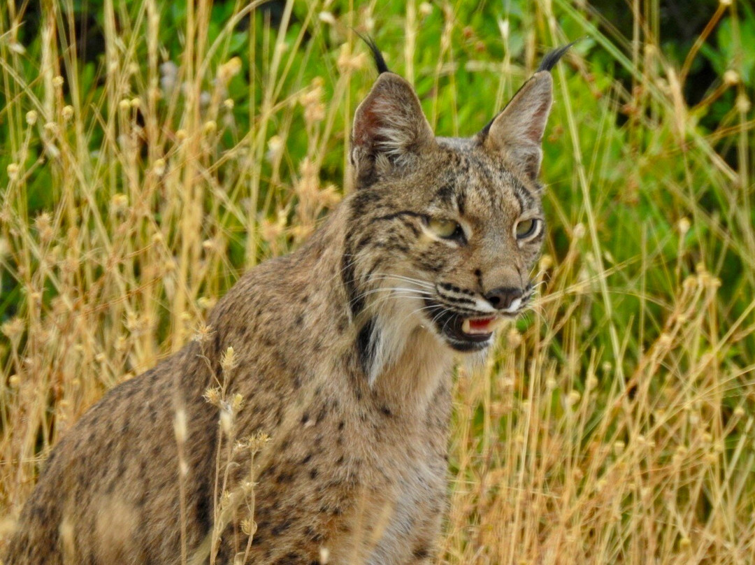 Donana Nature-El Rocio必去景点