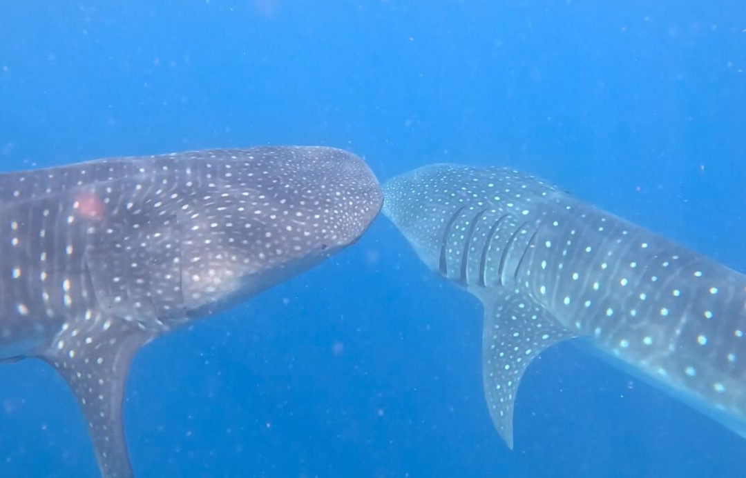 IMSEARENA-女人岛必去景点