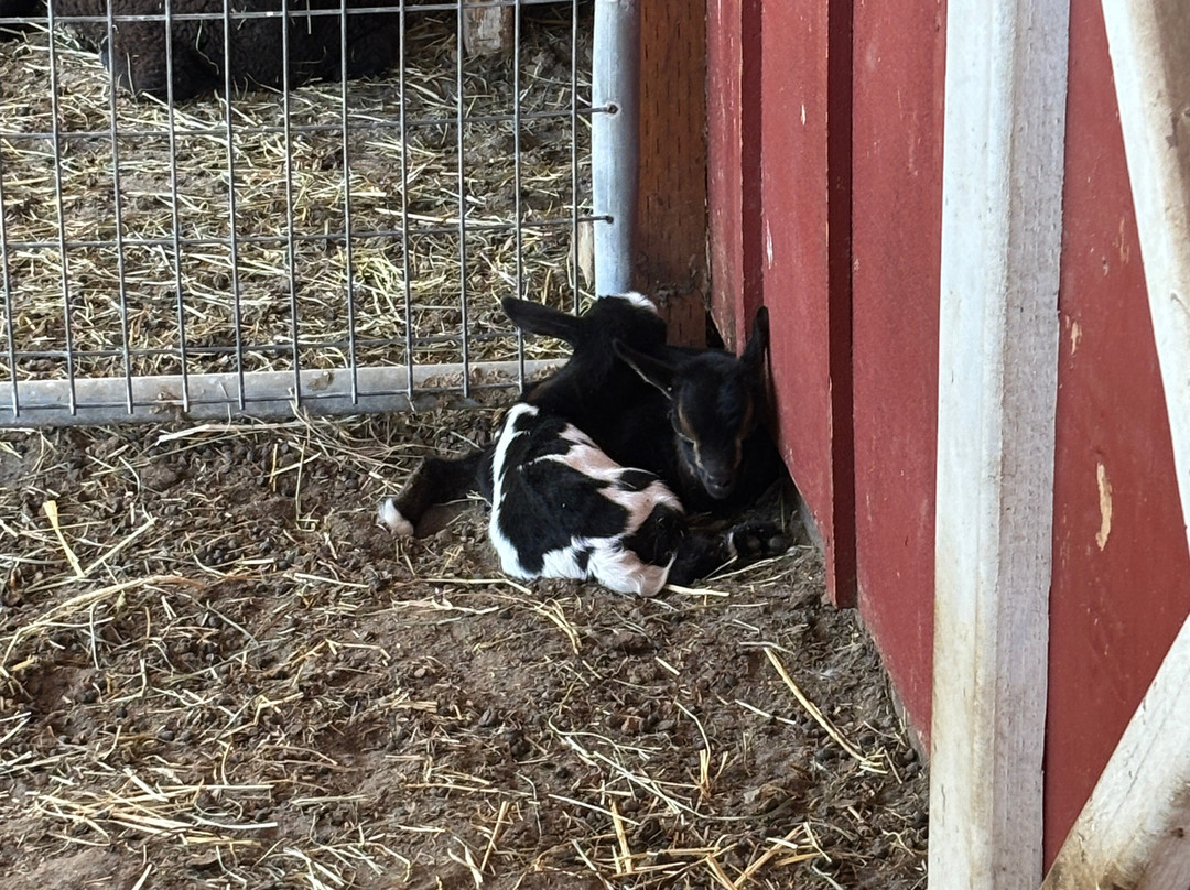 Frog Pond Farm-威尔逊维尔必去景点
