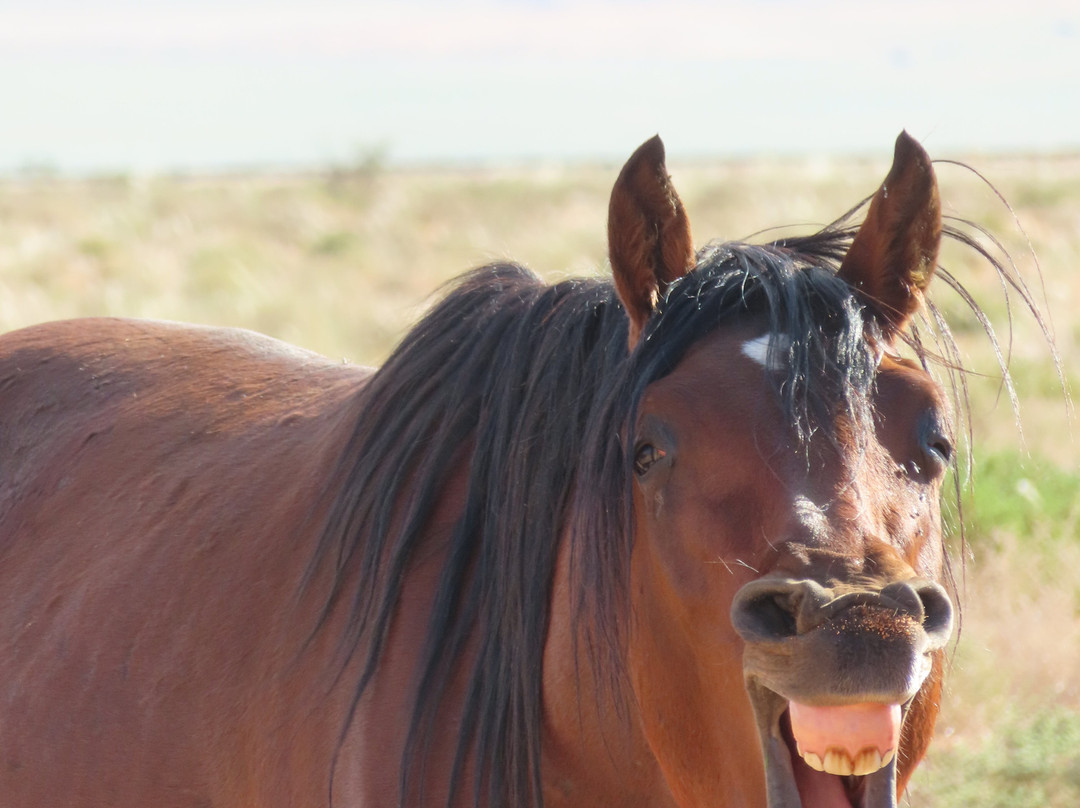 Wild Horses of Aus-Aus必去景点