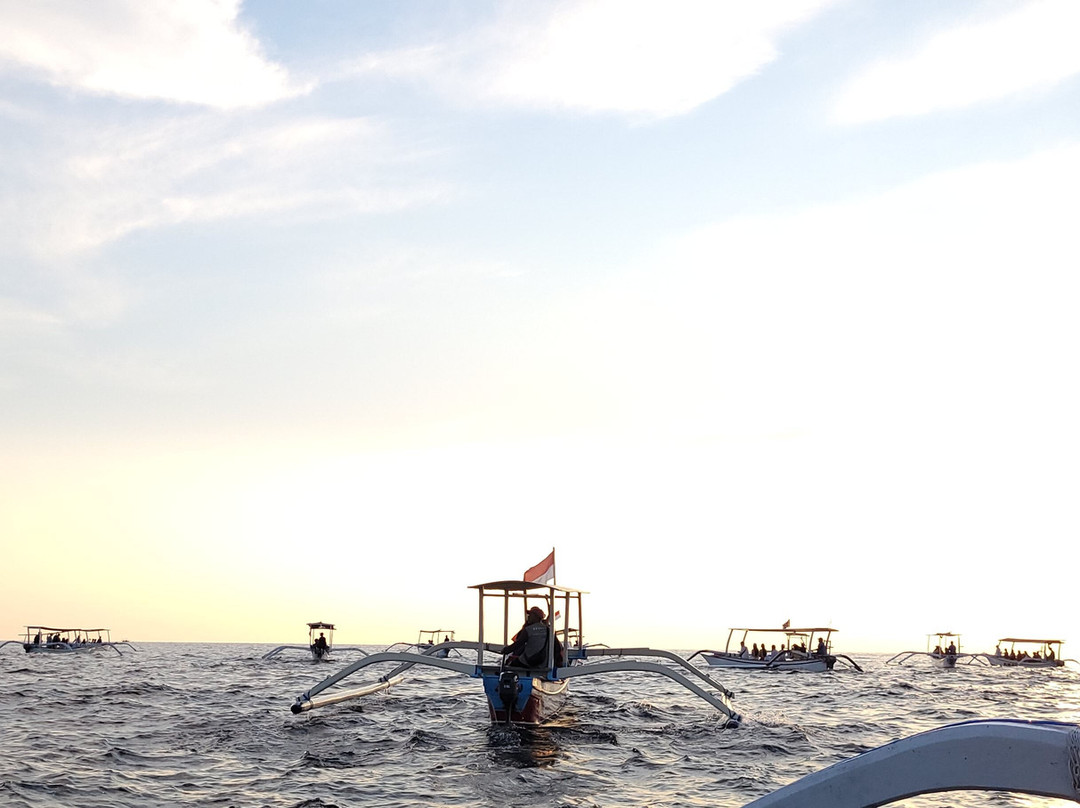 Tiket boat dolphin lovina-罗威那海滩必去景点