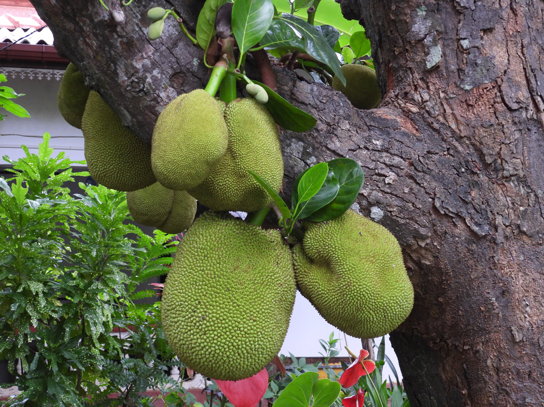 Levona Garden Resort主图