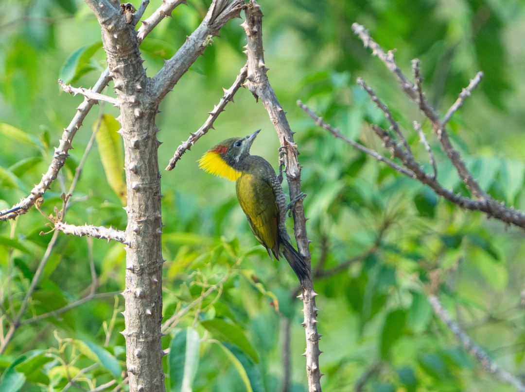 Asian Adventures-诺伊达必去景点