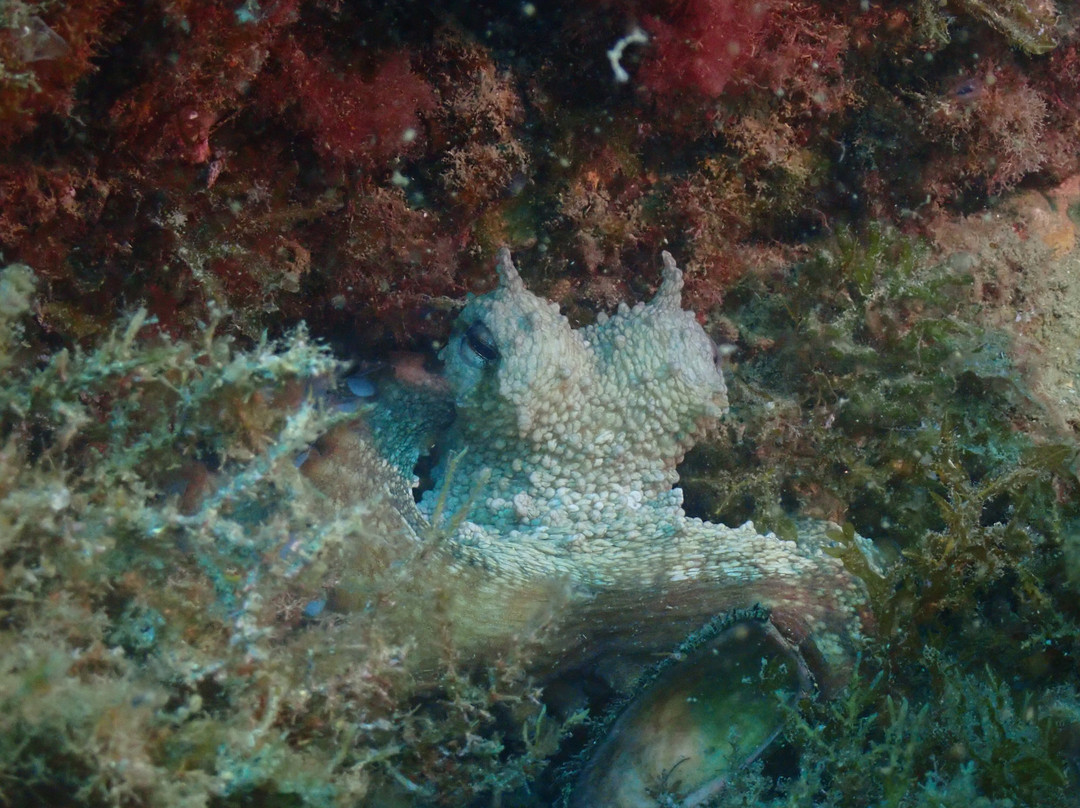 Buceo Mojacar-莫哈卡尔必去景点