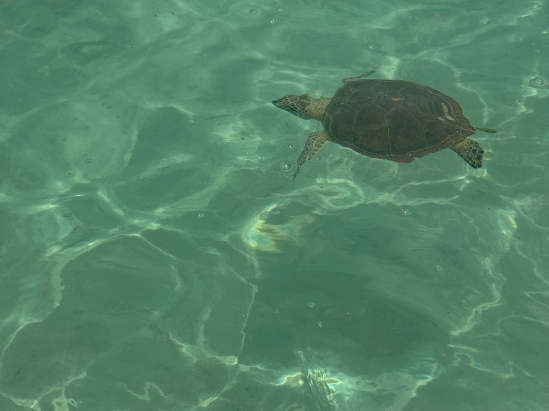 Tyman Fishing Charters-Spanish Wells必去景点