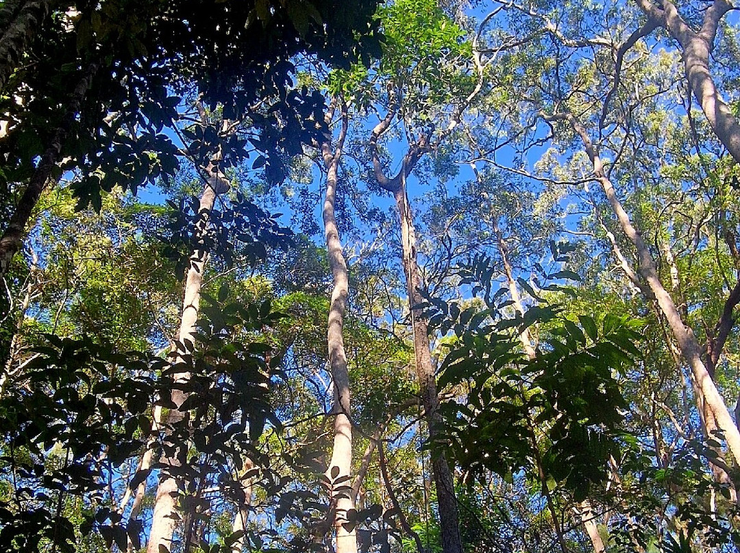Buderim Forest Park-Buderim必去景点