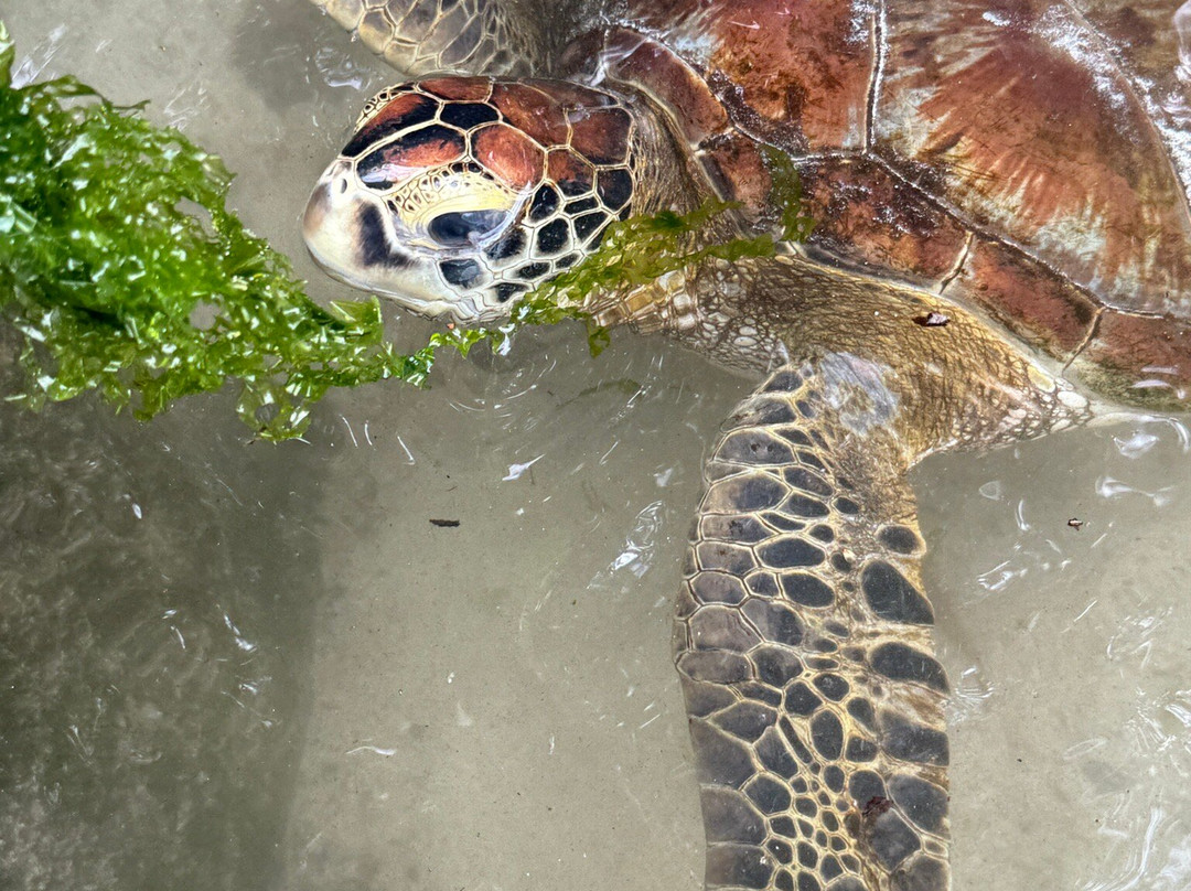 Mnarani Marine Turtles Conservation Pond-孥归必去景点