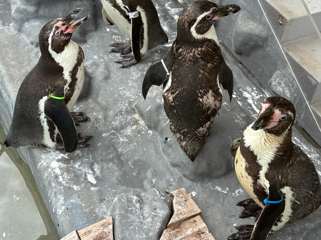 室兰市立水族馆-室兰市必去景点