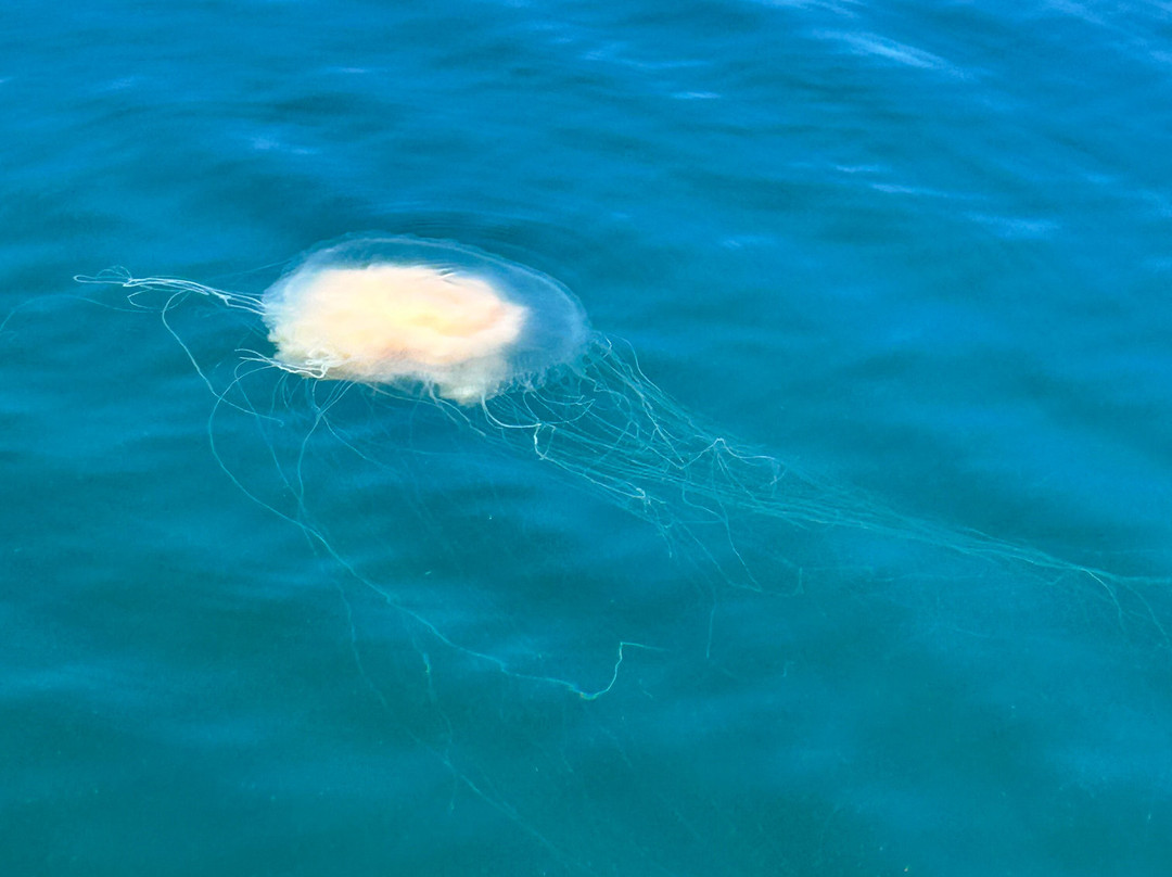 Island Quest Marine-Saint Andrews必去景点