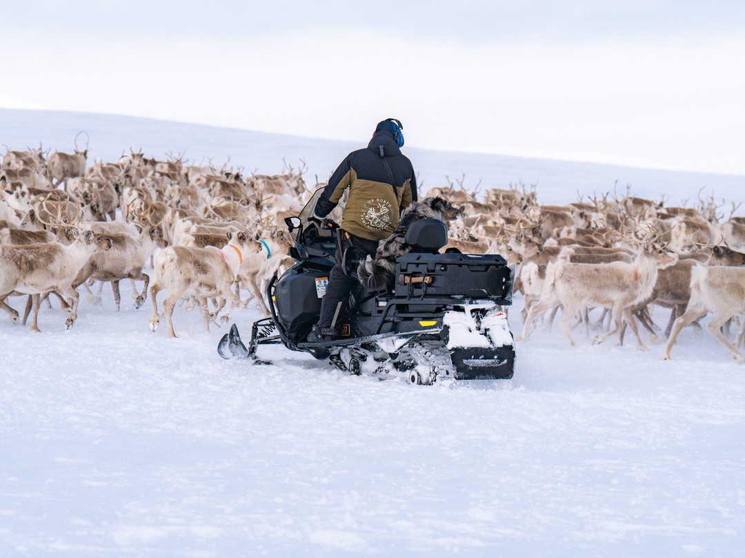 Up North Sámi Adventures-Kautokeino必去景点