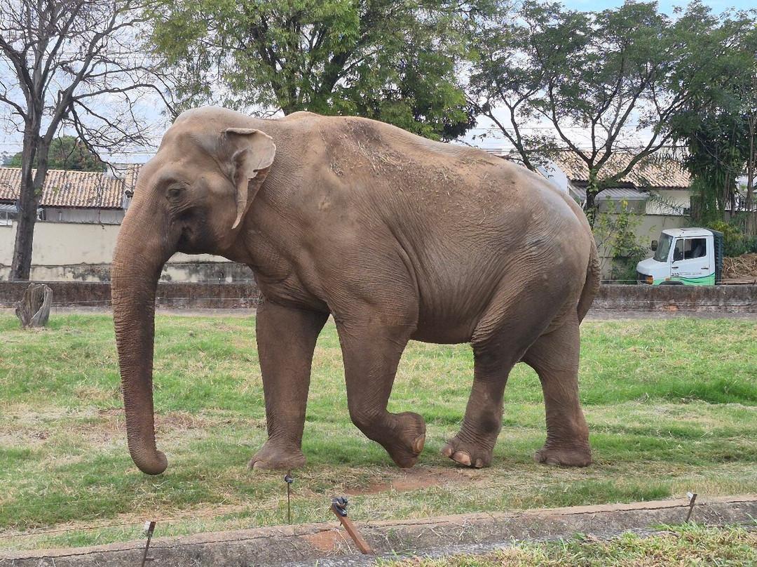Parque Zoologico Municipal Quinzinho De Barros-索罗卡巴必去景点
