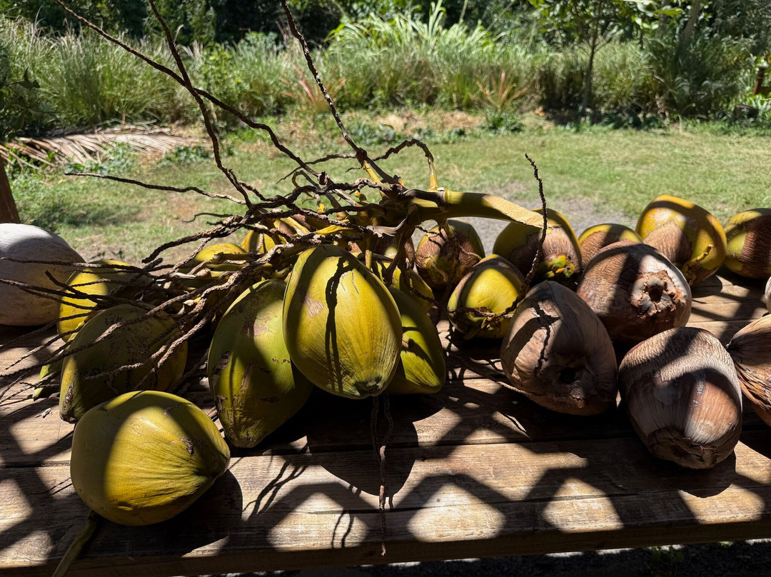 Coconut Information Farm & Cooking School-海库必去景点