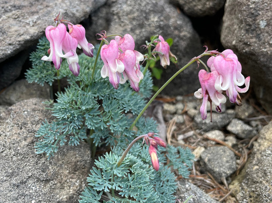 Joshin'etsukogen National Park-长野县必去景点