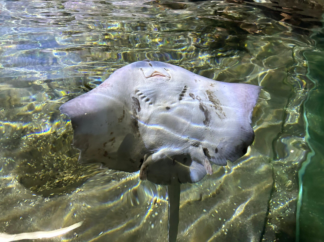 Dingle Oceanworld Aquarium-丁格尔必去景点