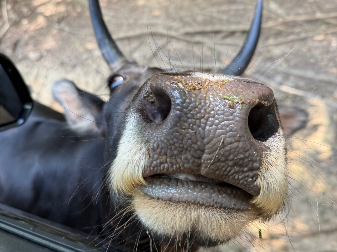 Briarwood Ranch Safari Park-莫利斯敦必去景点