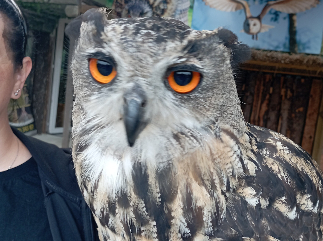 Mayfield Birds of Prey-Kilmacthomas必去景点