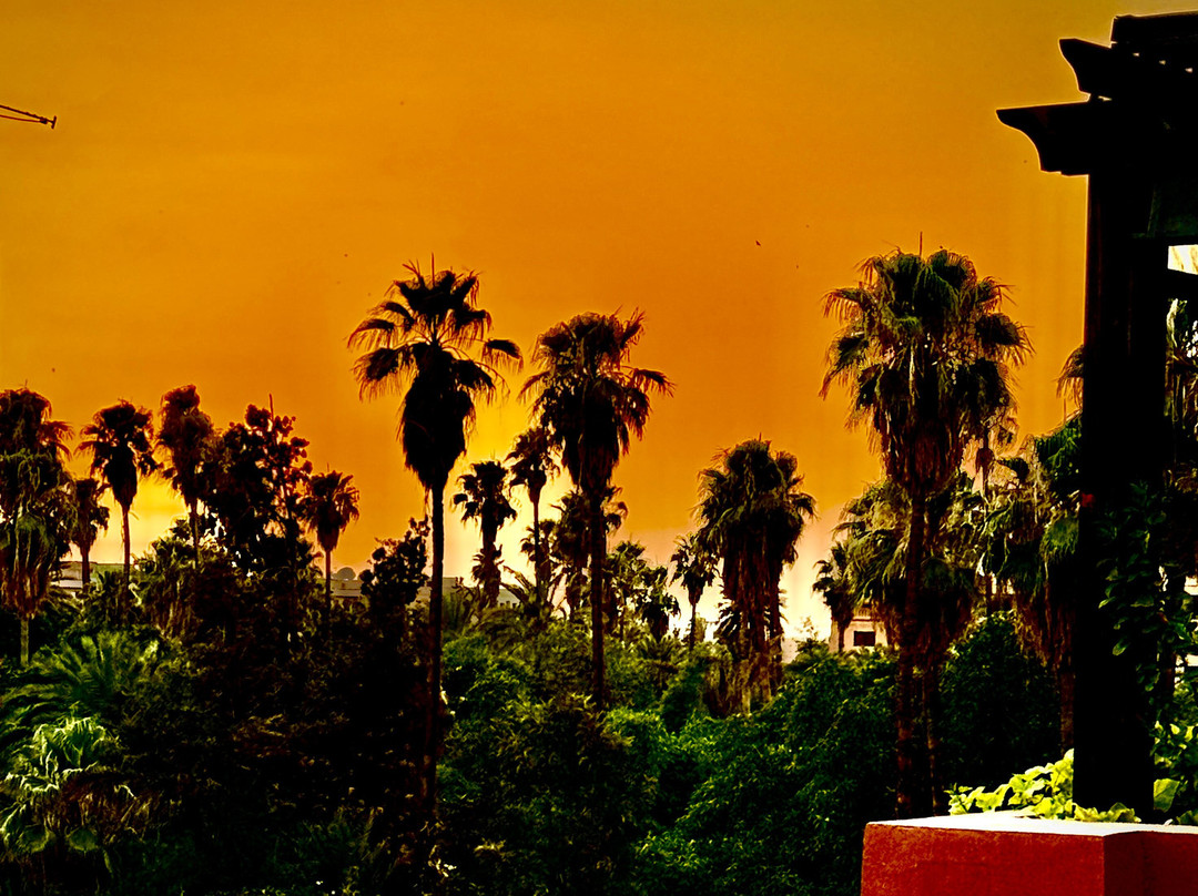 Le Majorelle Rooftop & Concept Store