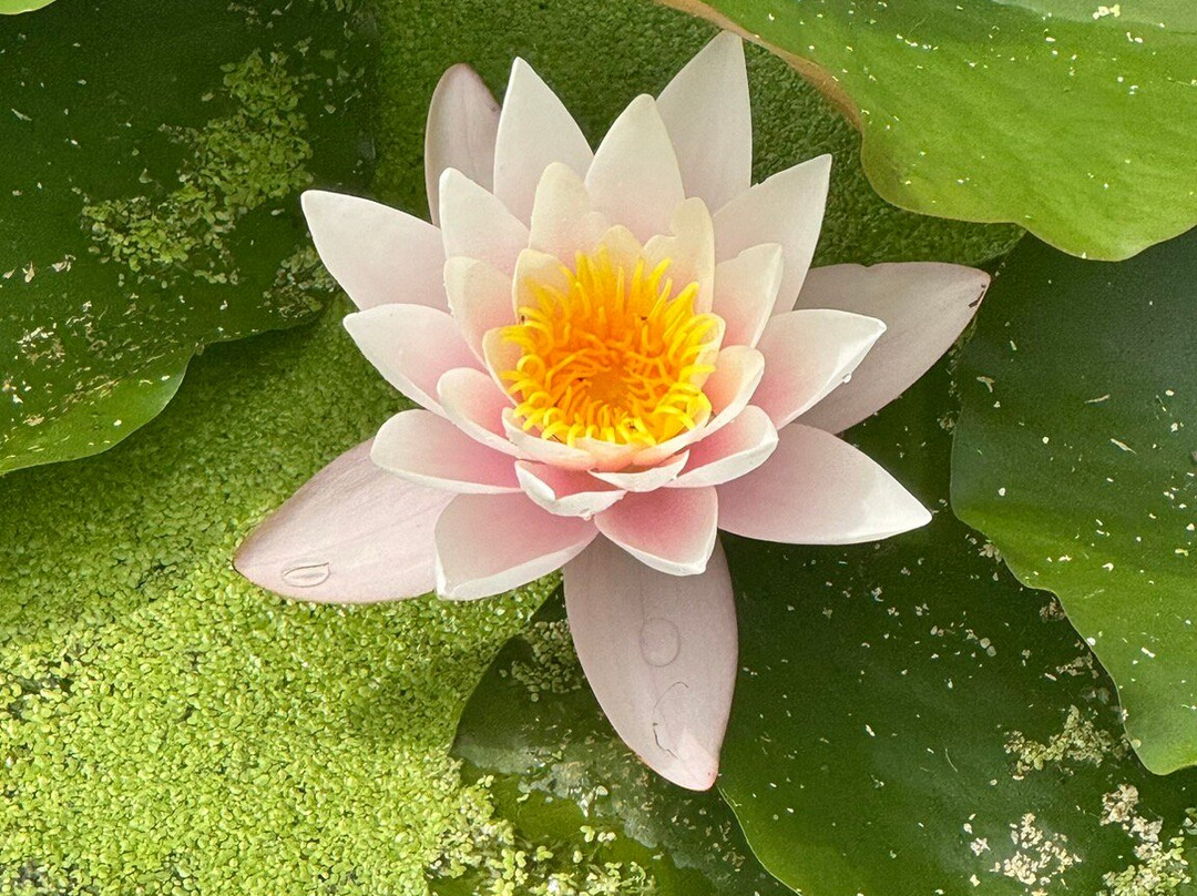 Fredensborg Palace-弗雷登斯堡必去景点