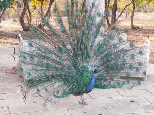 Tenuta Sant'Antonio主图