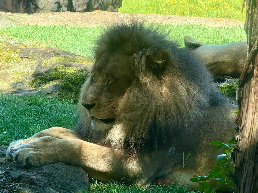 Caldwell Zoo-泰勒必去景点