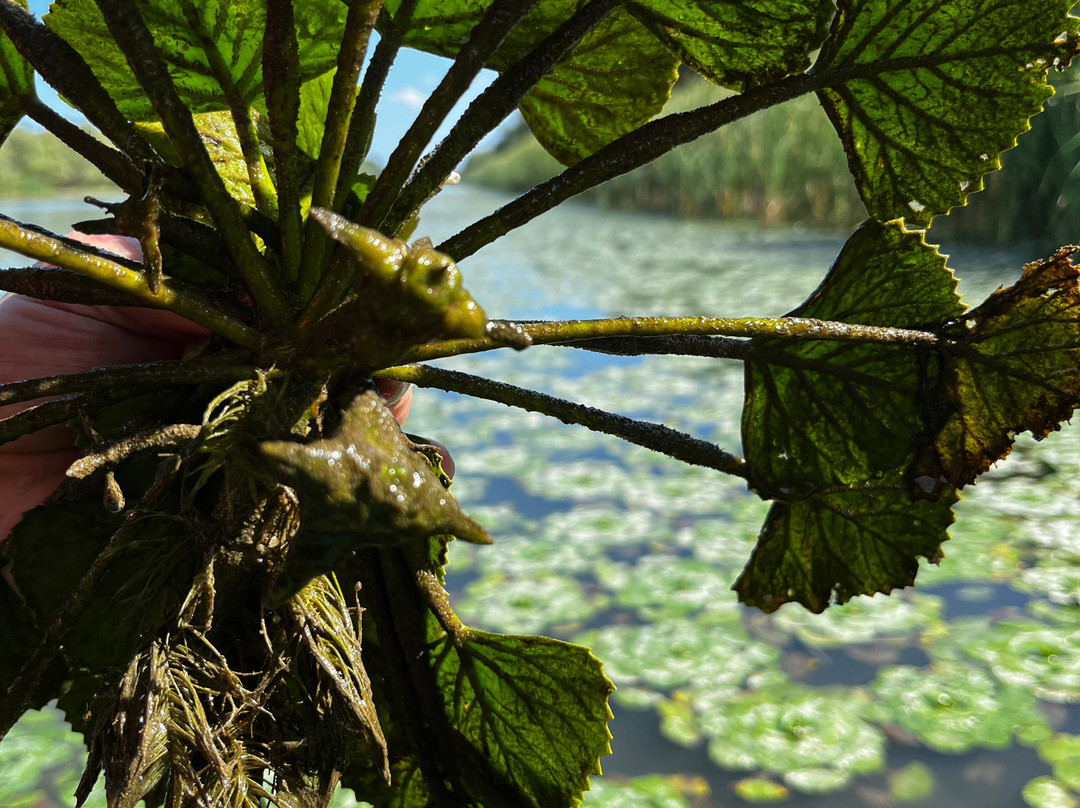 Tours in Delta with John-Crisan必去景点