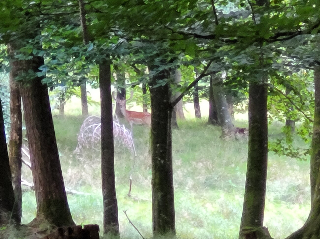 Dyrehaven Ved Haderslev-哈泽斯莱乌必去景点