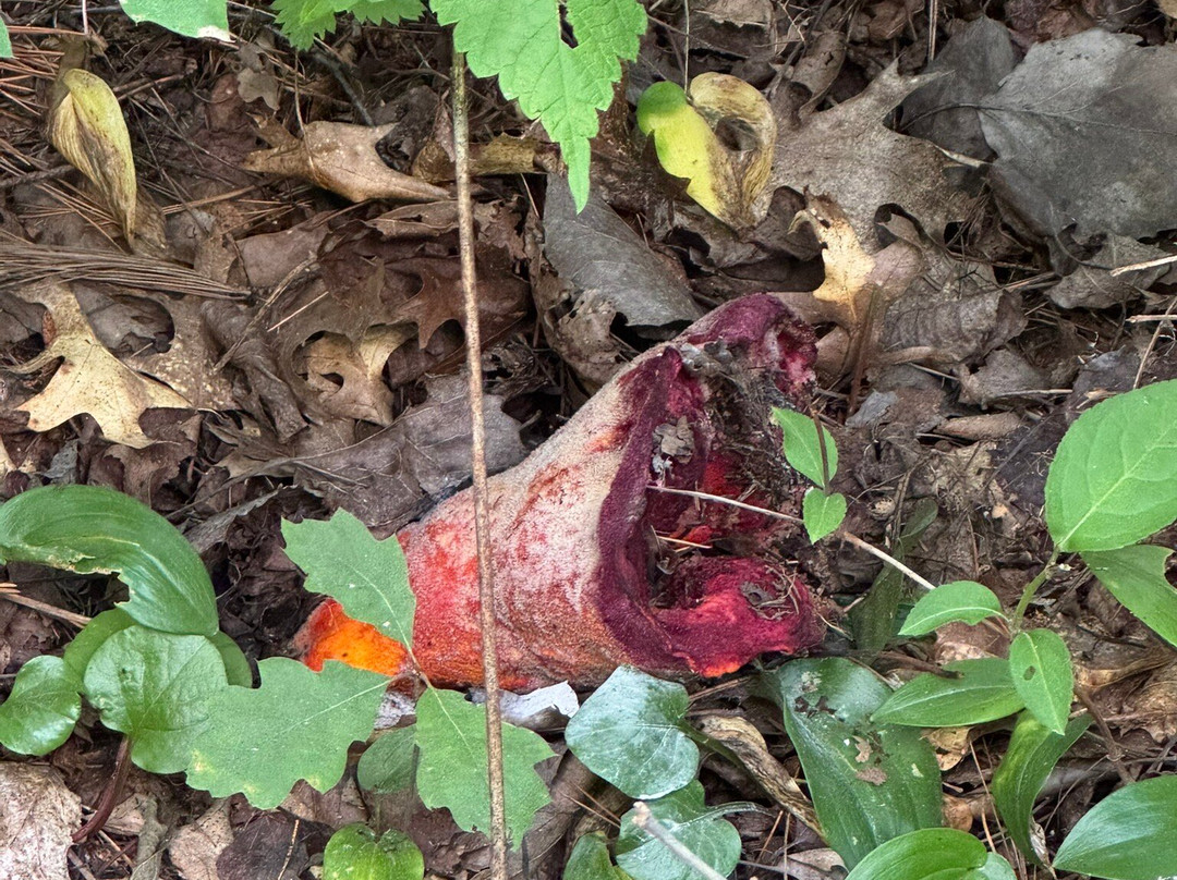 Voyageur Tour Boat Grand Tour-International Falls必去景点