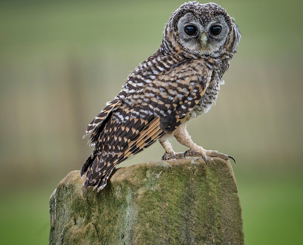 National Centre For Birds Of Prey-赫尔姆斯利必去景点