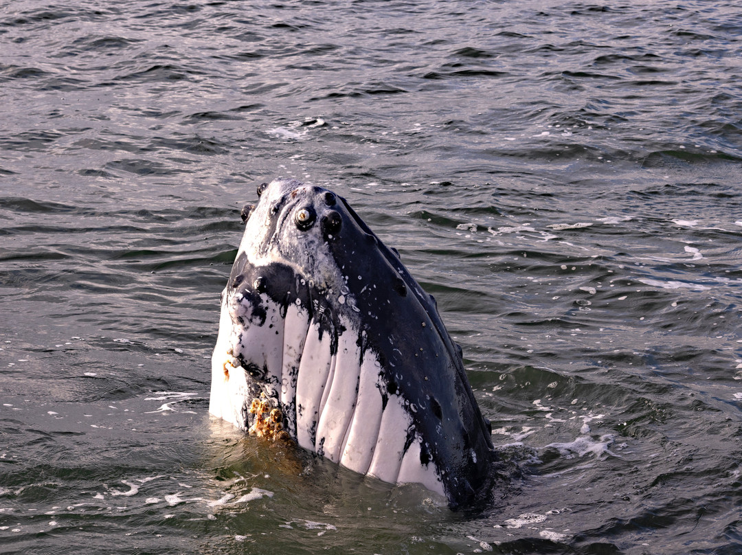 Out of The Blue Adventures-拜伦湾必去景点