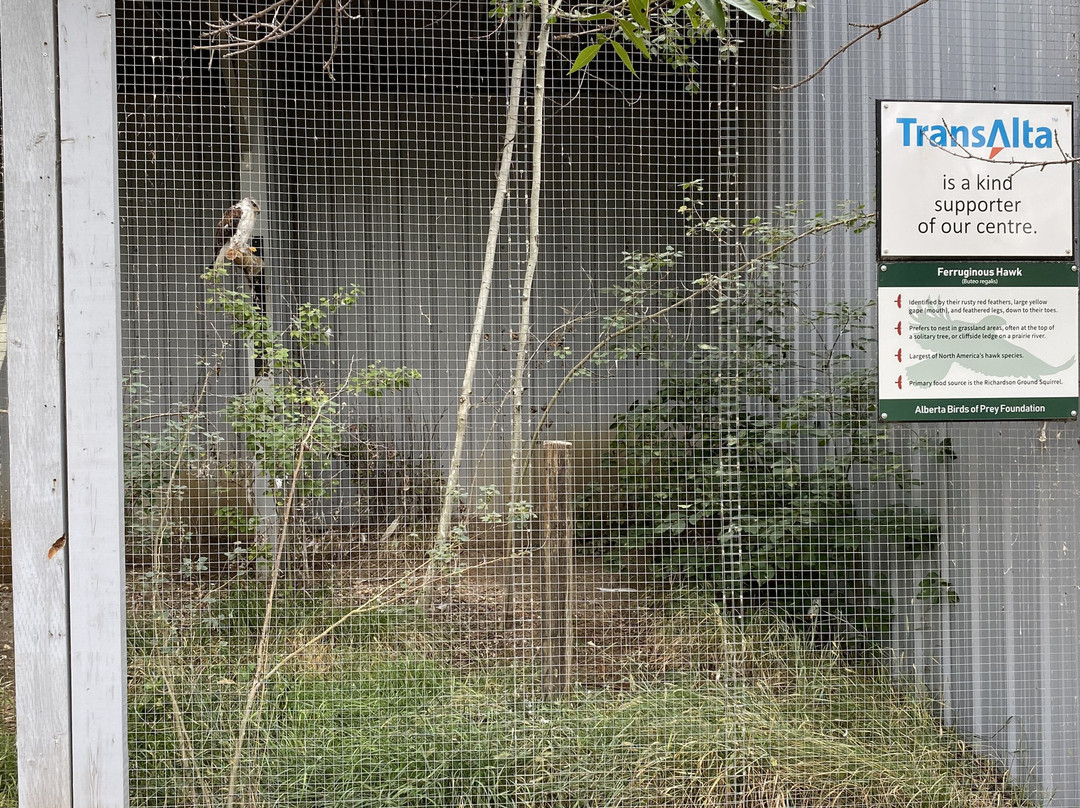 Alberta Birds of Prey Visitor's Centre-Coaldale必去景点