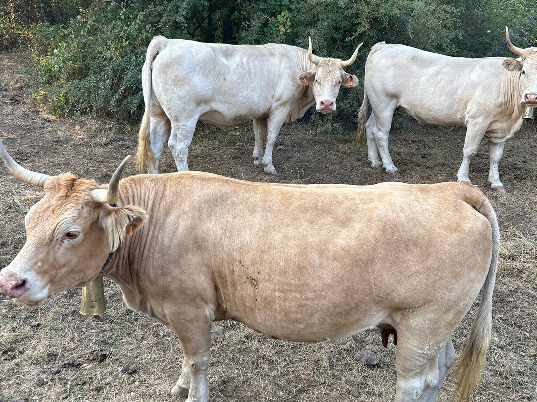 Queseria Aldaia-Estella必去景点