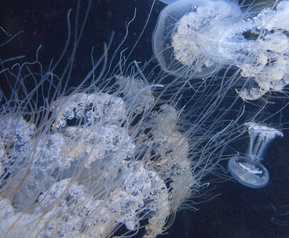 Tsuruoka City Kamo Aquarium-鹤冈市必去景点