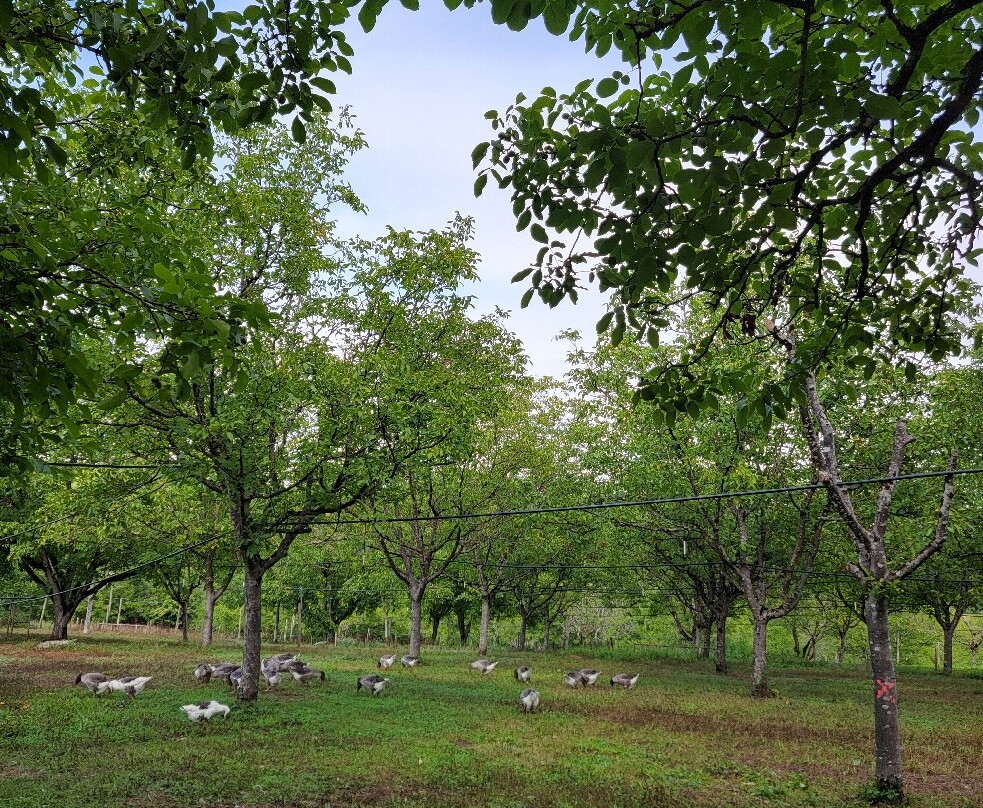 La Ferme de Turnac-Domme必去景点
