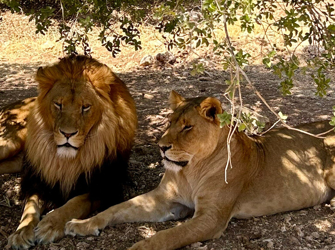 Al Ma'wa for Nature and Wildlife-杰拉什必去景点