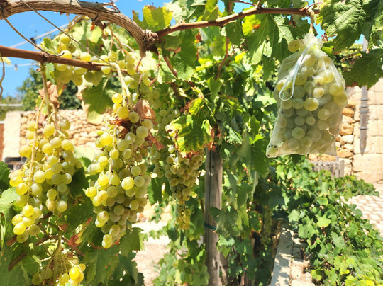 Zafrana Boutique Winery-Dingli必去景点