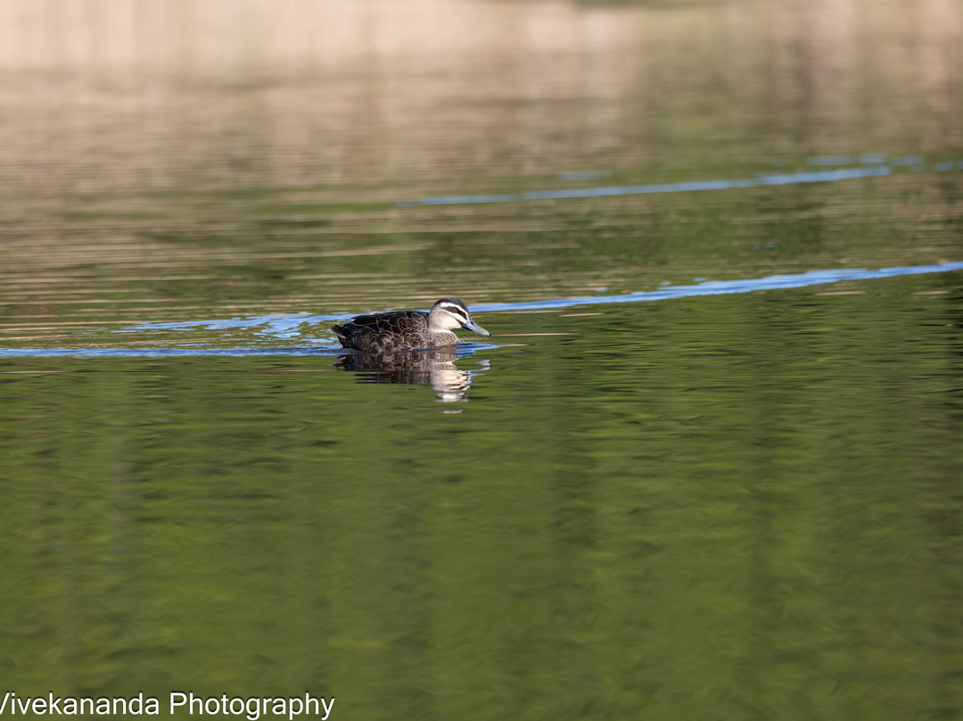 Bicentennial Park-Sydney Olympic Park必去景点